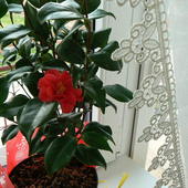 Camellia :)