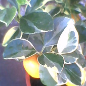  Kalamondyna Variegata (forma pienna) owoce na drzewku