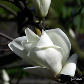 Kwiat Magnolii