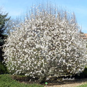 Magnolia       -    Ogród Botaniczny we Wrocławiu
