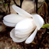  Magnolia gwiaździsta z Ogr. Bot.  Makro.