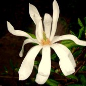  Magnolia Gwiaździs