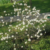 Magnolia w naszym parku