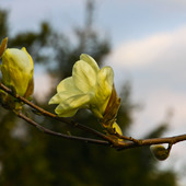Magnolia żółta