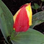 mój drugi tulip 