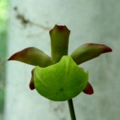  To kwiat tulejowca-/ Sarracenia-kapturnica/ z Ogr. Bot.  Makro. 