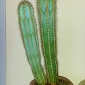 nie wiem jaki to kaktus ,ale jest niesamowity
