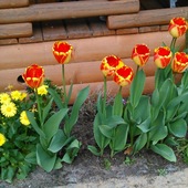 Omieg i tulipany