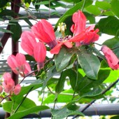  Passiflora groniasta / Passiflora Racemosa / z cieplarni Ogr. Bot.  Makro.