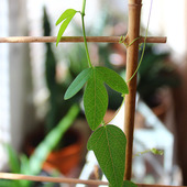 Passiflora - Wreszci