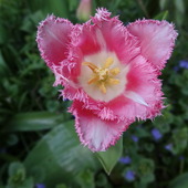 Postrzępiony tulipan