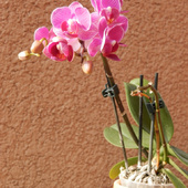 Storczyk- phalaenopsis- miniaturka.