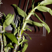 Storczyk-Dendrobium 