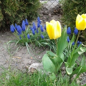 Szafireki i tulipany 