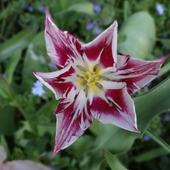 tulipanowa gwiazdka