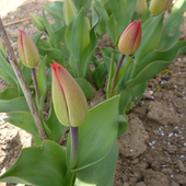 Tulipanowa klasyka rusza:)