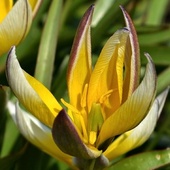 Tulipanowe maluszki