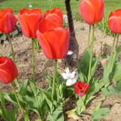 Tulipany I...Tulipan