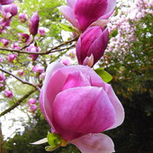 Z magnoliowego raju :)