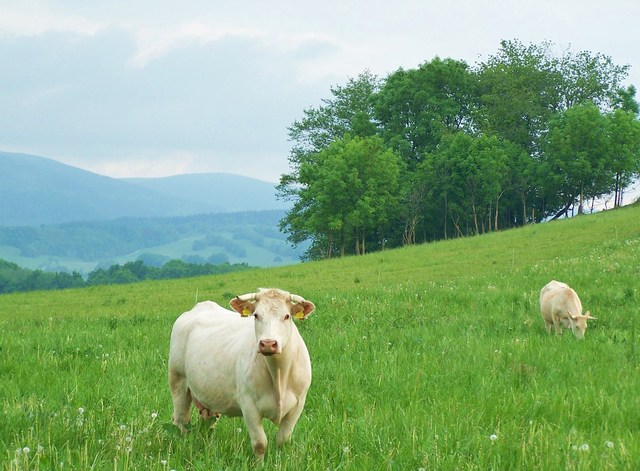 Ciekawska biała krowa na czeskich łąkach.