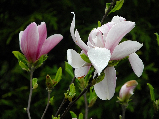 czas magnolii