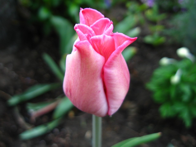 Dumny tulipan.