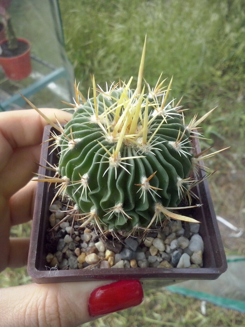 Kaktus - Echinofossulocactus