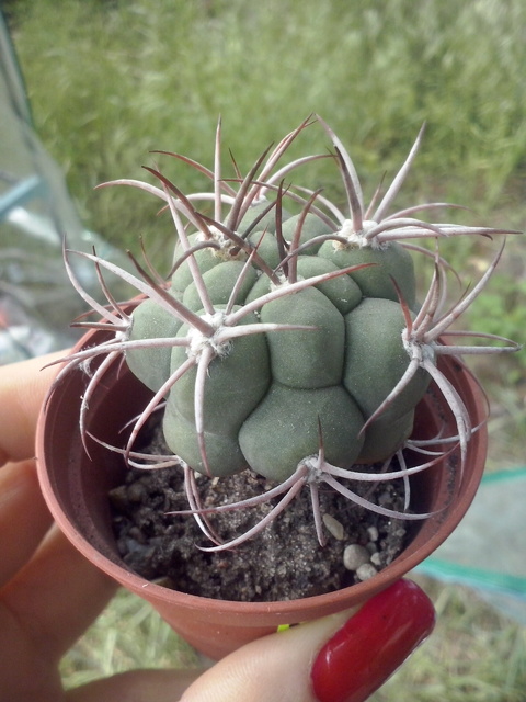 Kaktus - Gymnocalycium saglionis