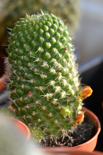 Kolejny kaktusik ma pączki