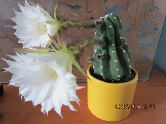 kwitący kaktus