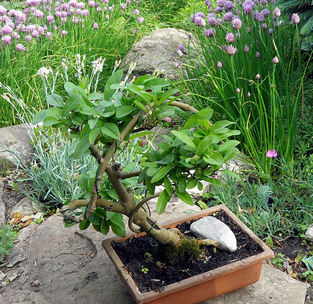 ligustrowe bonsai 