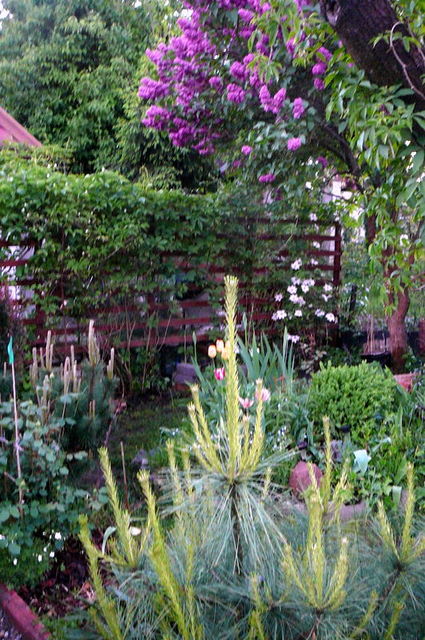 Lilak roztacza woń po całym ogrodzie