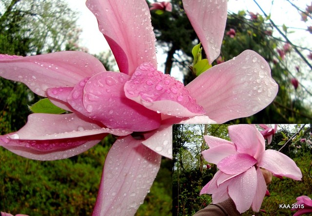  Magnolia -Royal Crown / Królewska Korona /.  Makro.