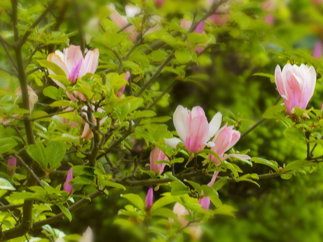 Magnolia różowa