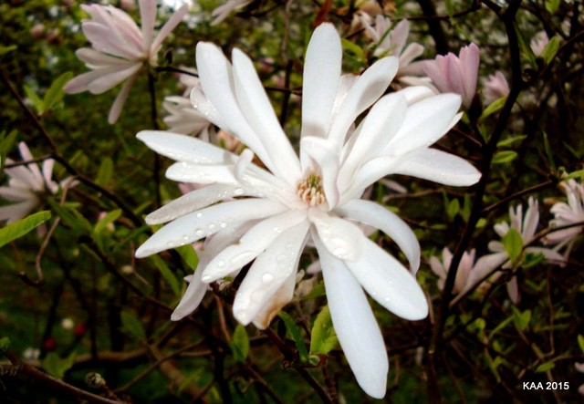  Magnolia Stellata/gwiaździsta/ -Chrysanthemiflora z Ogr. Bot.  Makro.