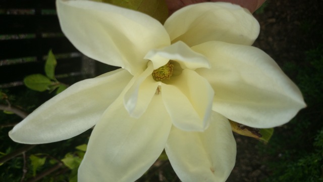Magnolia z mojego ogrodu