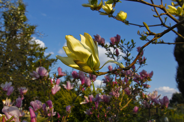 Magnolia żółta