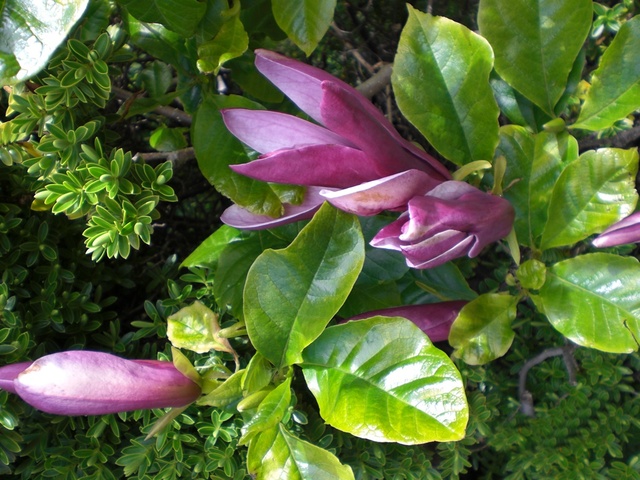 magnoliowe cukiereczki