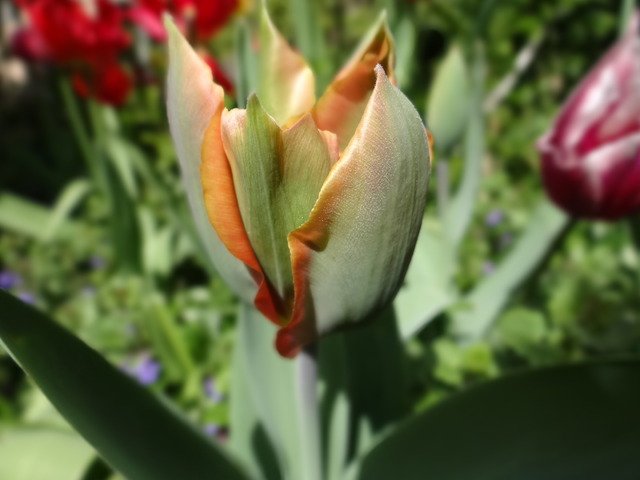 odnaleziony w kolekcji kwitnących tulipanów