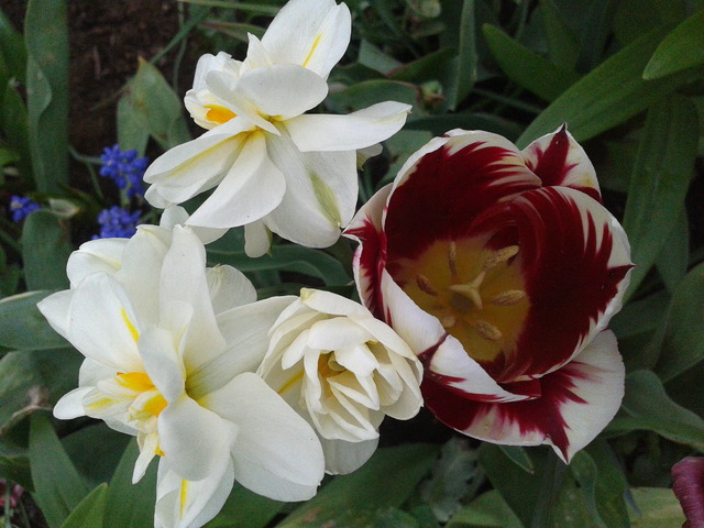 Pachnące narcyzy i tulip