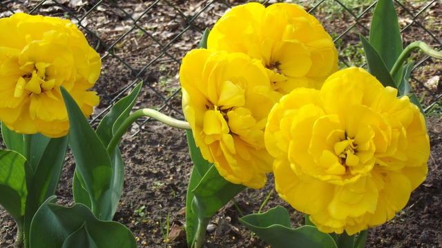 Piękne piwowniowe tulipany