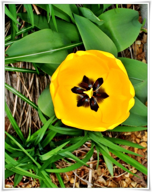 Pierwszy tulipan..
