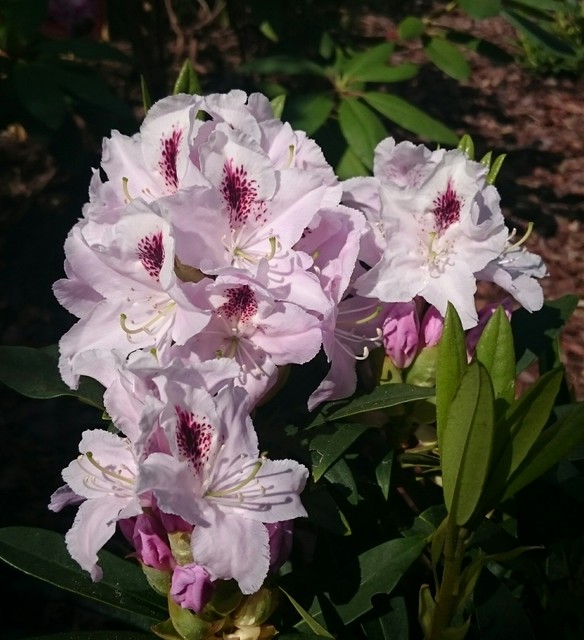 rhododendron  'Calsap'