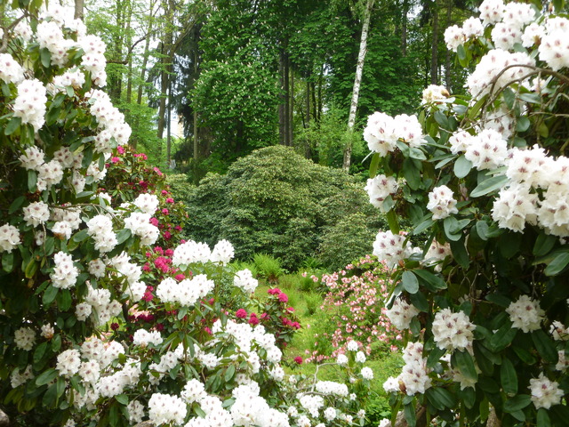 Rododendrony i azalie w Parku Zdrojowym w Polanicy Zdrój