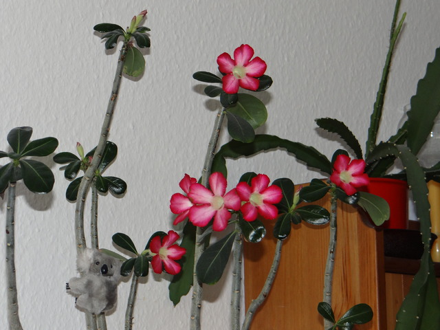 Róża Pustyni (Adenium Obesum)