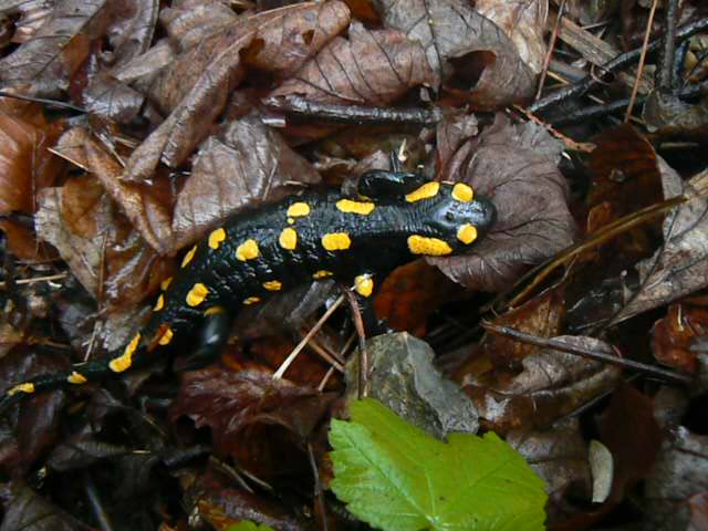 Salamandra plamista;