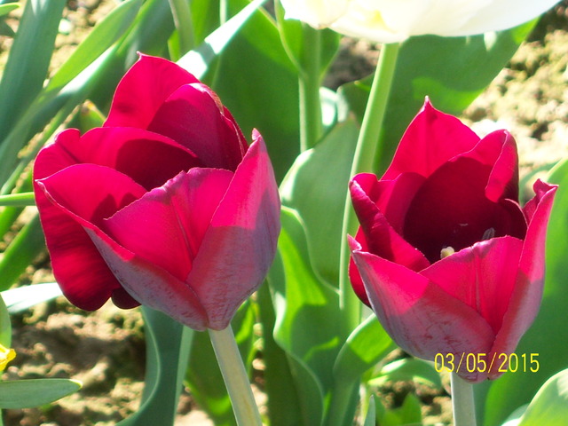 tulipan 'DOLS MINUET'