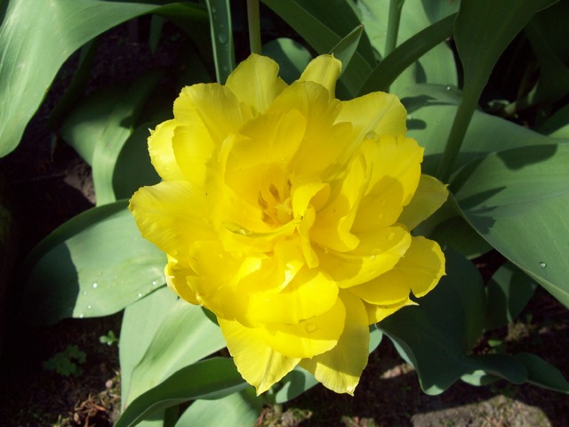 tulipan pełny 