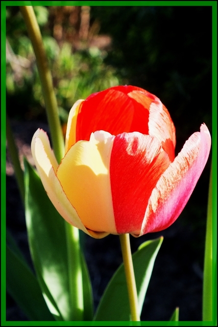 Tulipan w słoneczku.