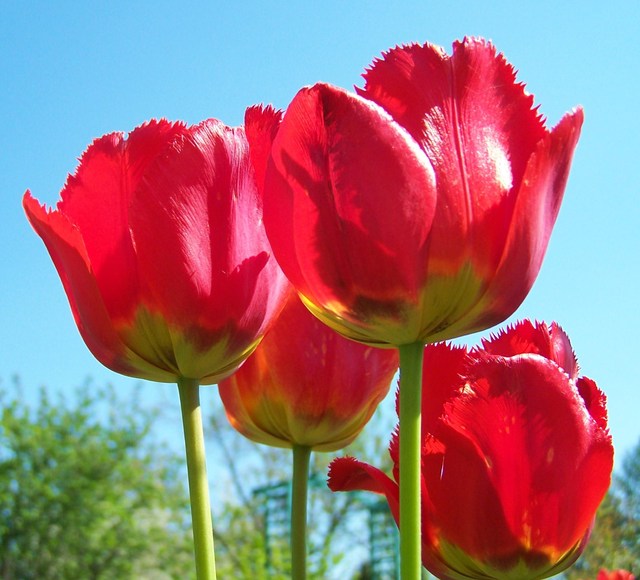Tulipany czerwone.